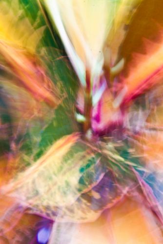 ABSTRACT FLORA 7