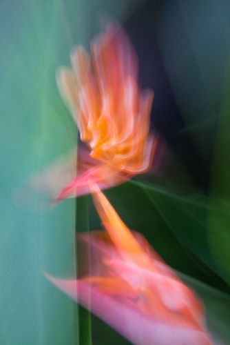 ABSTRACT FLORA 12