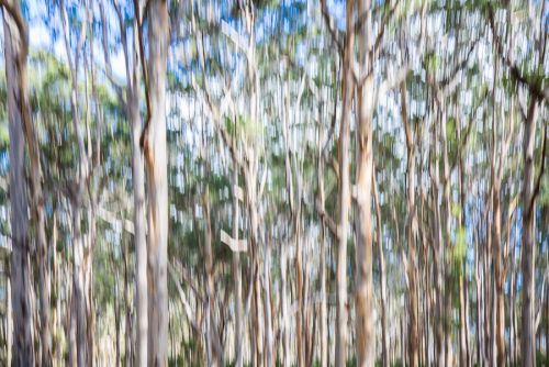 BORANUP FOREST ABSTRACT 1