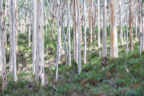 BORANUP FOREST ABSTRACT 2