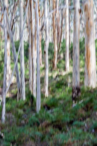 BORANUP FOREST ABSTRACT 3