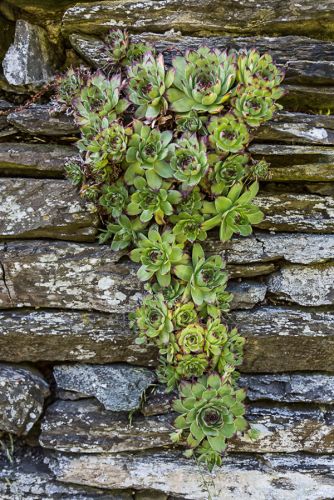 SUCCULENT ON STONE WALL